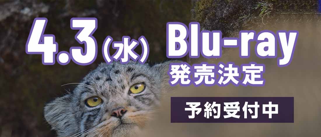 Blu-ray発売